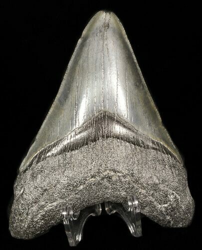 Fossil Megalodon Tooth #45949